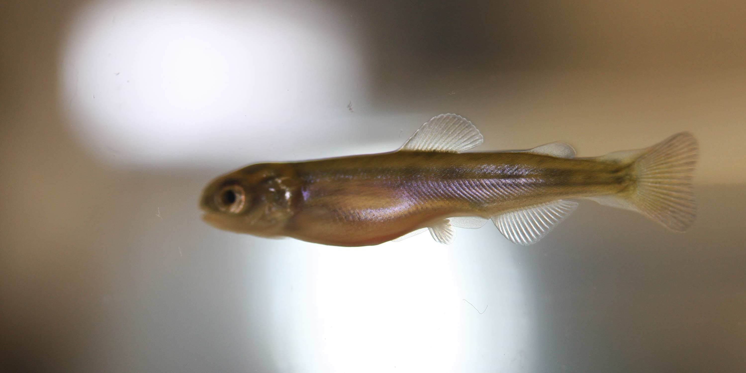 Aquaculture students care for baby salmon | Nelson Marlborough